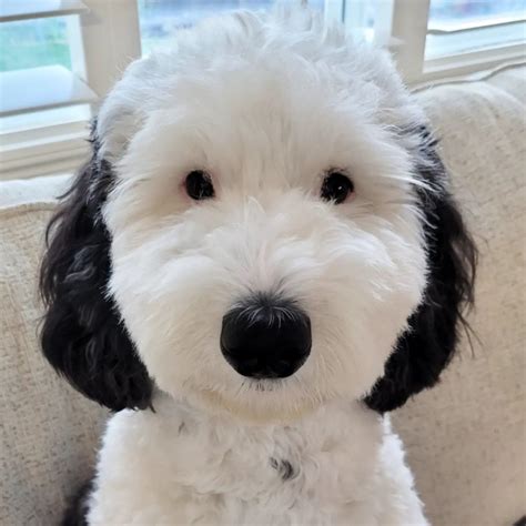 Bayley the dog, a mini sheepadoodle who looks like Snoopy from。